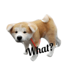 気持ち秋田犬（個別スタンプ：5）