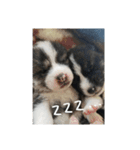 気持ち秋田犬（個別スタンプ：6）