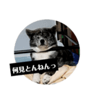 気持ち秋田犬（個別スタンプ：7）