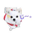 チワワのマレたん Vol.3（個別スタンプ：5）