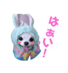 チワワのマレたん Vol.3（個別スタンプ：14）