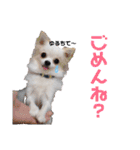 チワワのマレたん Vol.3（個別スタンプ：15）
