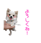 チワワのマレたん Vol.3（個別スタンプ：16）