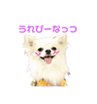 チワワのマレたん Vol.3（個別スタンプ：17）