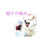 チワワのマレたん Vol.3（個別スタンプ：19）