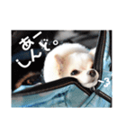 チワワのマレたん Vol.3（個別スタンプ：23）