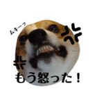 コーギー＆ホワイトシェパードの巻（個別スタンプ：10）