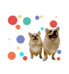 コーギー＆ホワイトシェパードの巻（個別スタンプ：11）