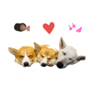 コーギー＆ホワイトシェパードの巻（個別スタンプ：12）
