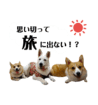 コーギー＆ホワイトシェパードの巻（個別スタンプ：18）