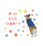 コーギー＆ホワイトシェパードの巻（個別スタンプ：20）
