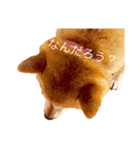 柴犬の日常スタンプ（個別スタンプ：1）