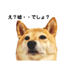 柴犬の日常スタンプ（個別スタンプ：2）