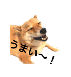 柴犬の日常スタンプ（個別スタンプ：3）