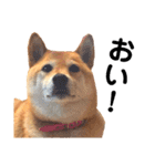 柴犬の日常スタンプ（個別スタンプ：4）