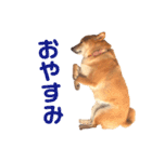 柴犬の日常スタンプ（個別スタンプ：6）