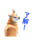 柴犬の日常スタンプ（個別スタンプ：9）