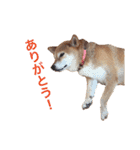 柴犬の日常スタンプ（個別スタンプ：10）
