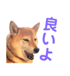柴犬の日常スタンプ（個別スタンプ：11）