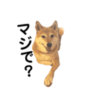 柴犬の日常スタンプ（個別スタンプ：12）