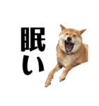 柴犬の日常スタンプ（個別スタンプ：14）