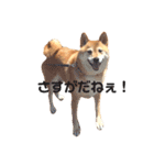 柴犬の日常スタンプ（個別スタンプ：15）