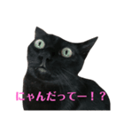 アクティブ・にゃんこ5（個別スタンプ：5）