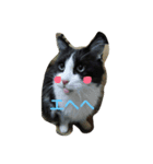 ねこ  にゃー！（個別スタンプ：1）
