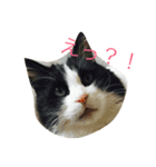 ねこ  にゃー！（個別スタンプ：3）