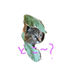 ねこ  にゃー！（個別スタンプ：4）