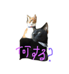 ねこ  にゃー！（個別スタンプ：5）