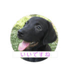 2ワン1ニャン（個別スタンプ：1）
