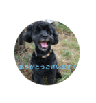 2ワン1ニャン（個別スタンプ：3）