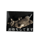 2ワン1ニャン（個別スタンプ：4）