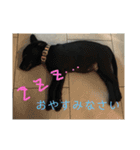 2ワン1ニャン（個別スタンプ：6）