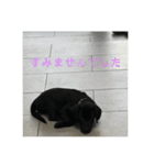 2ワン1ニャン（個別スタンプ：12）
