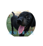 2ワン1ニャン（個別スタンプ：15）
