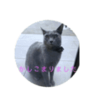 2ワン1ニャン（個別スタンプ：16）