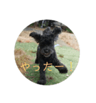 2ワン1ニャン（個別スタンプ：21）