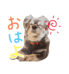 たれ耳ちわわのロビン（個別スタンプ：9）