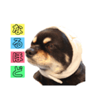 たれ耳ちわわのロビン（個別スタンプ：15）