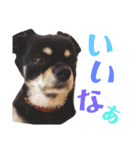 たれ耳ちわわのロビン（個別スタンプ：17）
