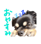 たれ耳ちわわのロビン（個別スタンプ：18）