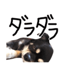 たれ耳ちわわのロビン（個別スタンプ：20）