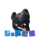 たれ耳ちわわのロビン（個別スタンプ：22）