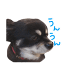 たれ耳ちわわのロビン（個別スタンプ：24）