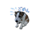 ぶち犬に愛を（個別スタンプ：1）