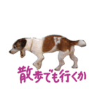 ぶち犬に愛を（個別スタンプ：2）