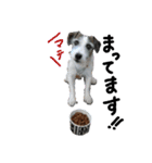ぶち犬に愛を（個別スタンプ：3）