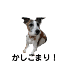 ぶち犬に愛を（個別スタンプ：4）